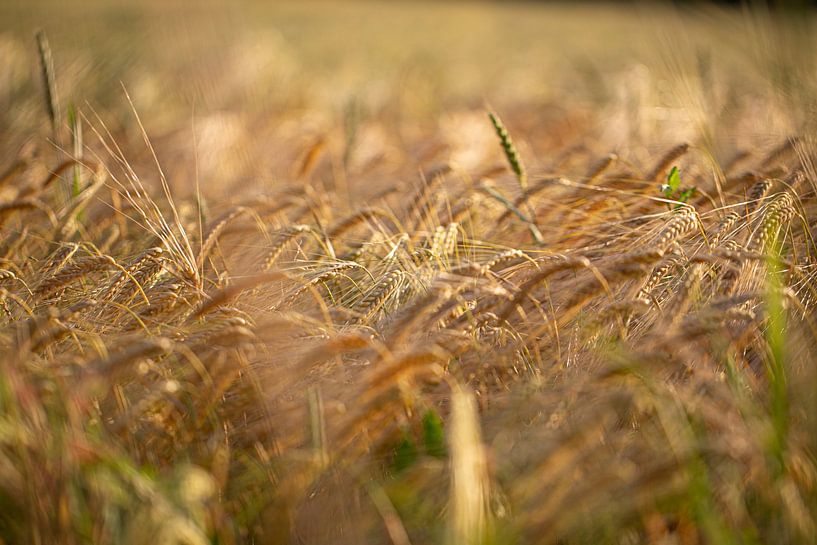 Cereals by Thomas Heitz