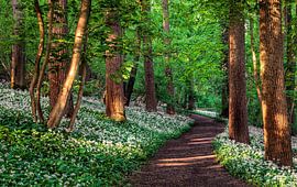 Fleurs de printemps sur Wim van D