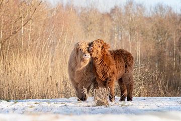 Cuddling Scottish Highlander Calves by Esther Rollema Fotografie