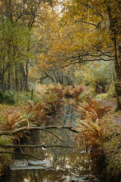 Warm Light and Ferns in Autumn - De Rosep, Kampina by Miranda Geerts Art
