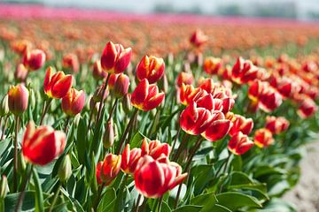 Blühendes Tulpenfeld von Rob Donders Beeldende kunst
