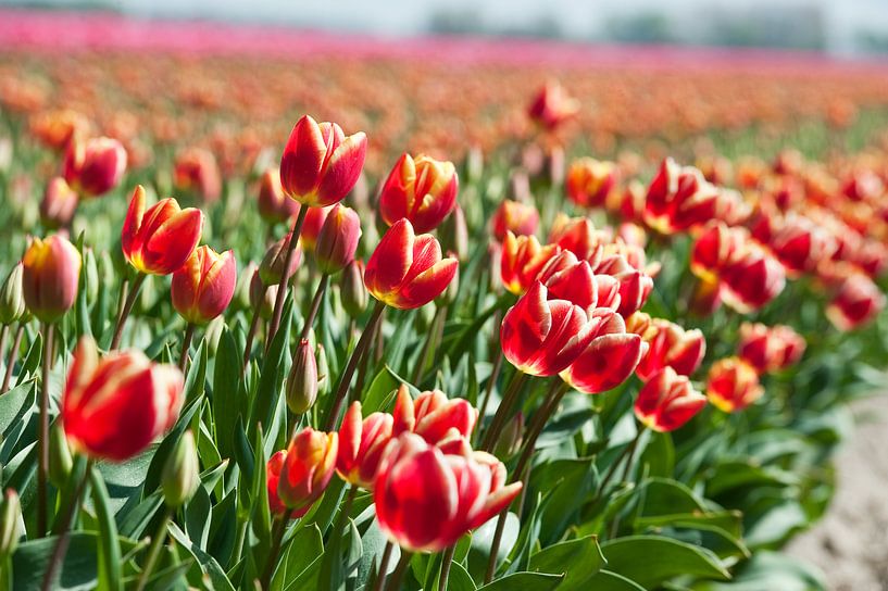 Tulipfield in bloom by Rob Donders Beeldende kunst