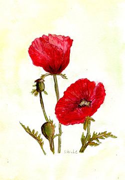 Poppy Blossoms by Sandra Steinke