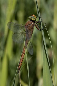 a dragonfly with green eyes sunbathing in the reeds