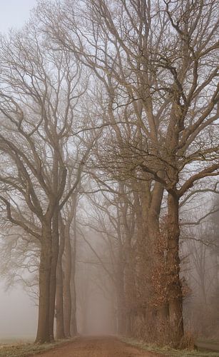 Bomenlaan in de mist