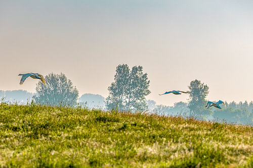 Drie zwanen, één ochtend, eindeloos veel rust