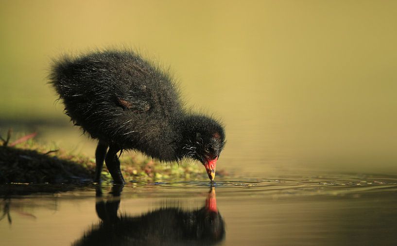 Waterhoentje in ochtendlicht by Michel de Beer