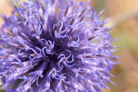 Bullseye thistle, macro flower by Pauline Weder, wederfotografie