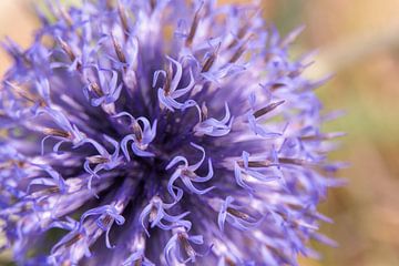 Kogeldistel, macro bloem van Pauline Weder