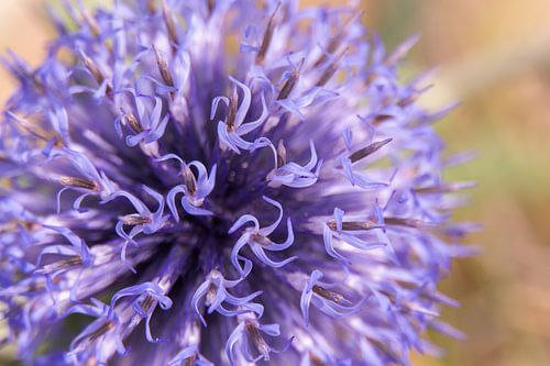 Kogeldistel, macro bloem