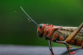 Costa Rica – wo Natur, Abenteuer und pure Schönheit aufeinander treffen