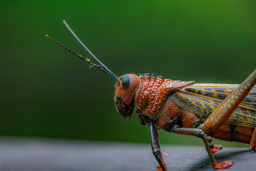 Costa Rica – wo Natur, Abenteuer und pure Schönheit aufeinander treffen