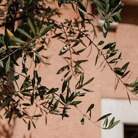 Lachsrosa Farbwand mit Olivenzweigen in Italien von Amber den Oudsten
