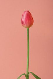 Image minimaliste d'une tulipe sur fond rose sur Pamela Uyttendaele