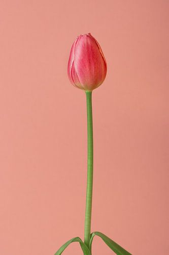 Image minimaliste d'une tulipe sur fond rose