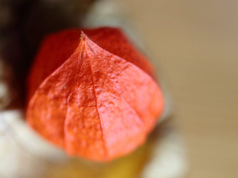 Lampionblume oder Traubenkirsche von Bert ten Brink