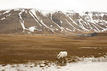 Longyearbyen by Rob Kempers