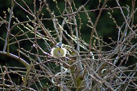Blue tit enjoying the spring sunshine