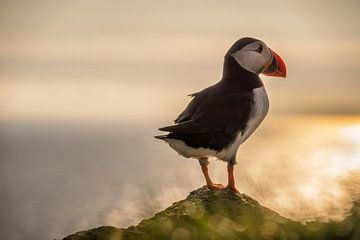 Mykines puffin by Wojciech Kruczynski