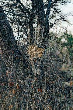 Leopard springt von einem Baum in Namibia, Afrika von Patrick Groß