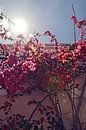 Lissabon - bloemen van Kramers Photo thumbnail