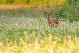 Calf by Andy Luberti