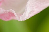 Een Tulp; rand van een blad van Sven Wildschut thumbnail