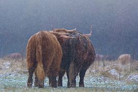 Hairy Snowy Threesome van AudFocus - Audrey van der Hoorn