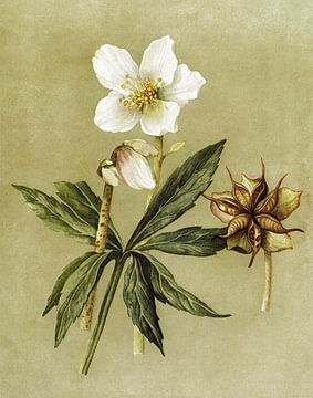 Helleborus Niger Antiek