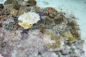 koraal von Wilma Hage