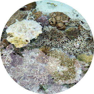 koraal van Wilma Hage
