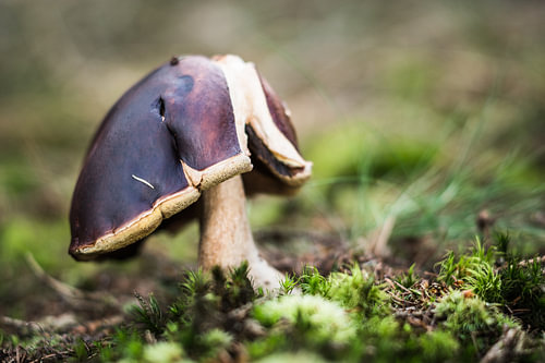 Porcini