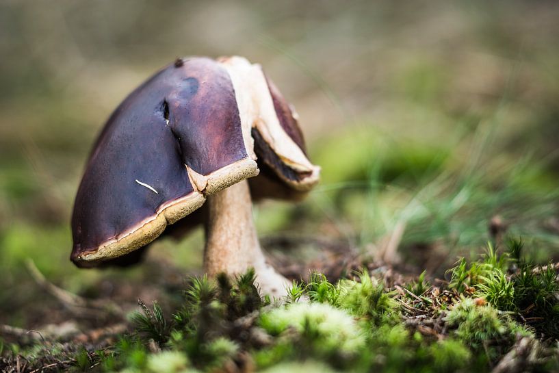 Porcini by Jürgen Schmittdiel Photography