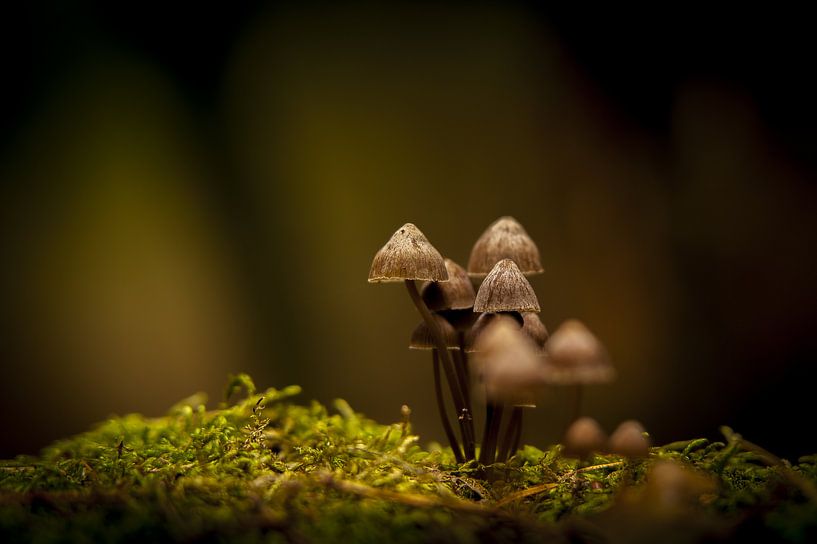 Paddenstoeltjes  by Harmen van Twillert