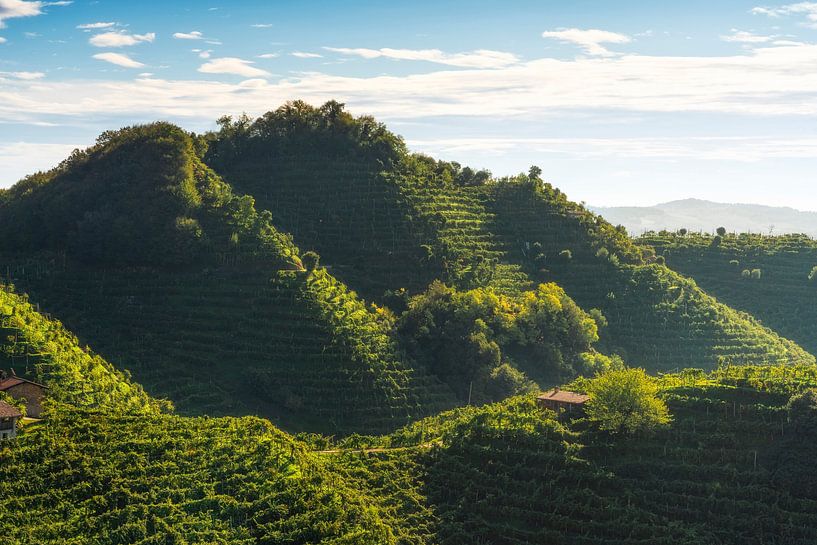Wijngaarden op de heuvels van Prosecco, Valdobbiadene van Stefano Orazzini