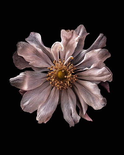 Makroaufnahme einer blassrosa Anemone