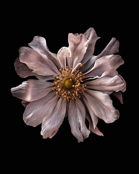 Photo macro d'une anémone rose pâle par Adje Photography