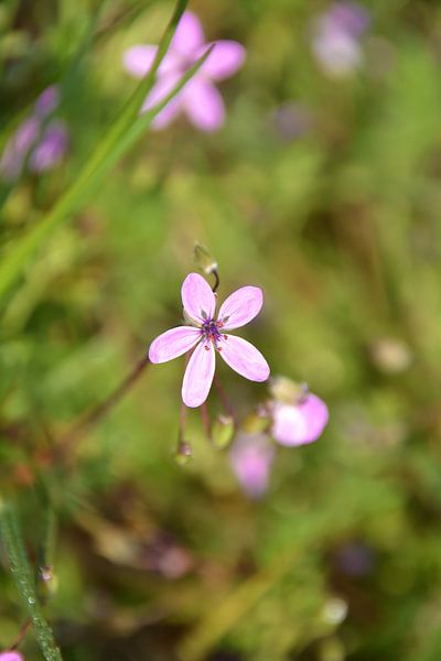 Flowering Crabbill Erodium cicutarium by Heiko Kueverling