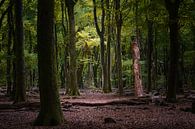 The Beech Forest by Kees van Dongen thumbnail
