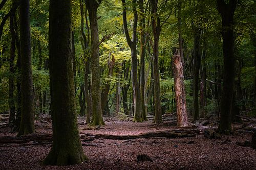 The Beech Forest
