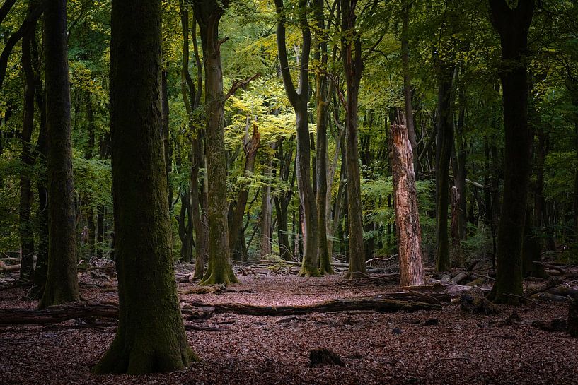 La forêt de hêtres par Kees van Dongen