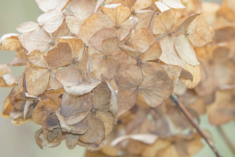 hydrangea#5 by Hanneke Bantje