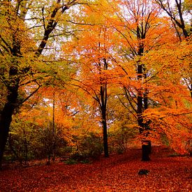 Herfst in het Bos van Daan van Gils
