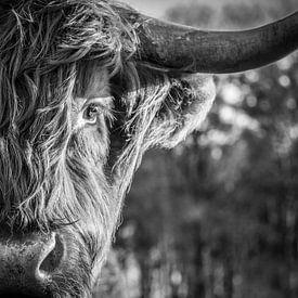 Eye to eye avec un Highlander écossais sur Mandy Bol