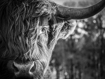 Eye to eye with a Scottish Highlander