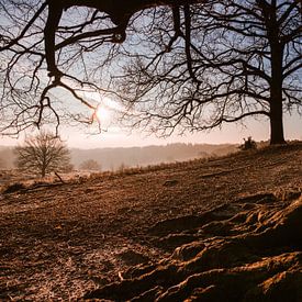 Under the branches of this beech looking at the sunrise by Max van Gils