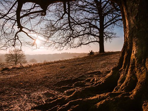 Sous les branches de ce hêtre en regardant le lever du soleil sur Max van Gils