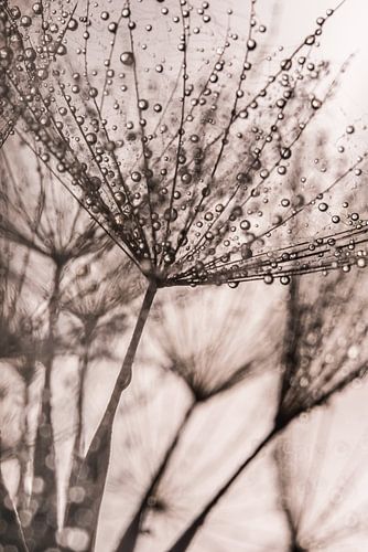 Close-up morgenster zwart-wit met bruin / sepia