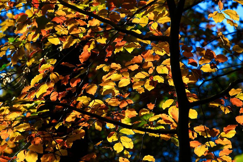 Beech by Thomas Jäger