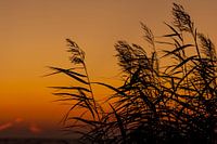 reed panicles at sunset